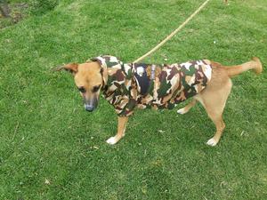 IMPERMEABLE CHALECO PARA PERROS