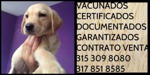 Labrador Cachorro raza Puro Garantizado Vacunas Documentos