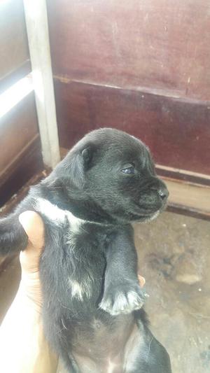 Labrador Cruce con Border Collie