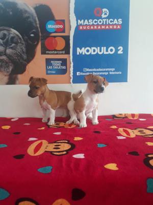 Lindos Jack Russell Terriers