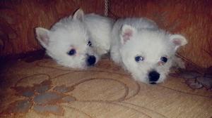 Lindos Whest Higland White Terrier