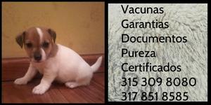Mini Jack Pureza Terrier Puro Cachorrito Pureza