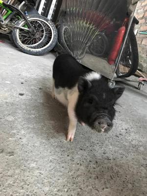 Mini Pig Hembra