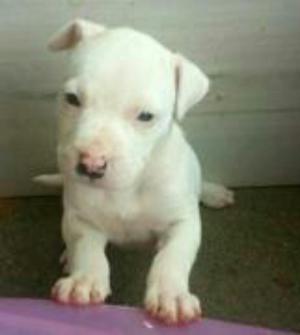 Muy Juguetones Pitbull American