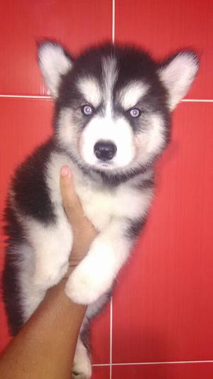 NADA SE COMPARA EINIGUALABLE HUSKY SIBERIANA PURA