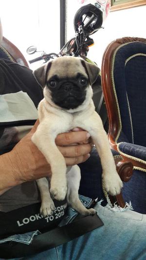 Perrita Pug