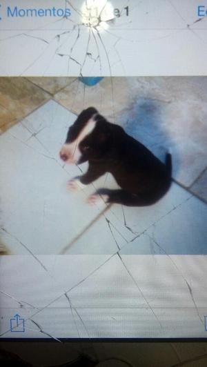 Perrito Pitbull 3 Meses