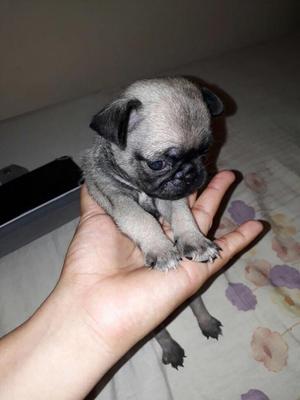 Perros Pug