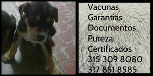 Pinscher Mini Cachorrito Garantia vacunas certificados