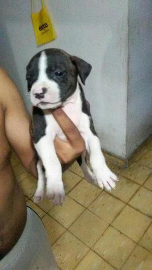 Pitbull