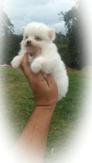 Pomerania Sp Pequeño Criaderosanangel