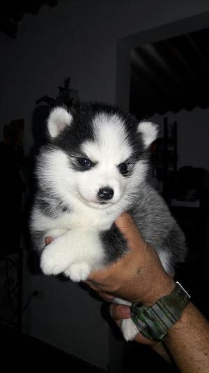 Pomsky