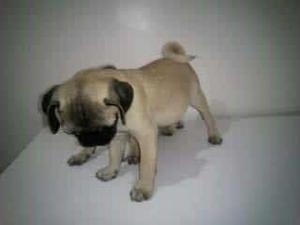 Pug Carlino Genetica Premium