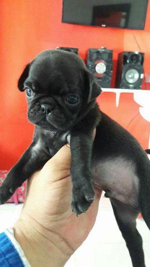 Pug Carlino Macho Y Hembra 