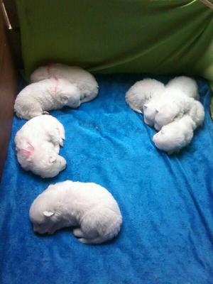 Samoyedos Hermosos 2 Hembras 2 Machos