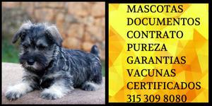 Schnauzer Cachorro de la raza Vacunas Pureza Garantia Docs