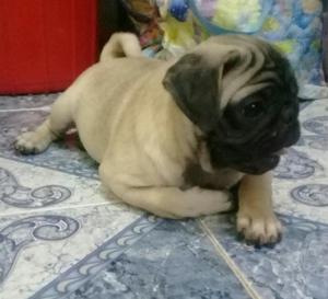 Se Vende Cachorro Pug