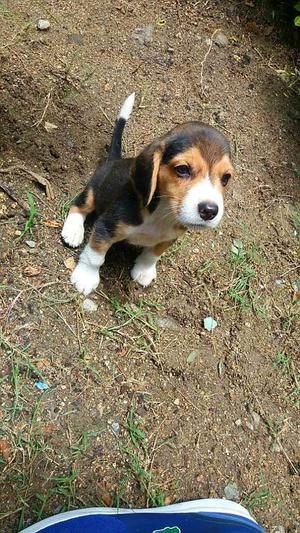 Se Vende Cachorro Raza Beagle de 2 Meses