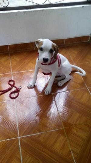 Se Vende Perro