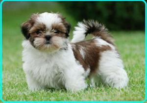 Shihtzu Cachorros en Venta•