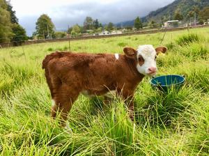 Ternera Simmental