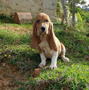 Variados Cachorritos