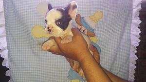 Vendo Bulldog Frances Cachorros