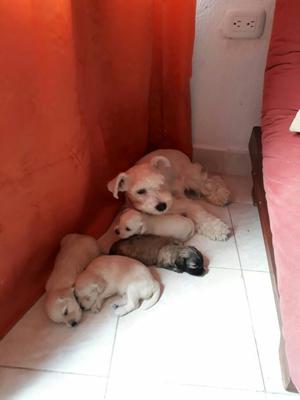 Vendo Cachorros Raza Snauzer