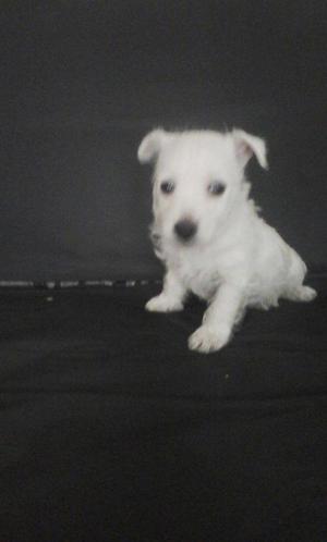 Vendo Hermoso Cachorro Westy