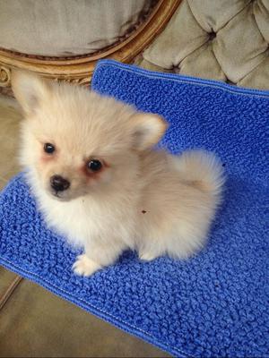 Vendo Hermosos Pomerania en Medellin