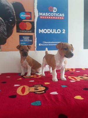 Vendo Jack Russell Terriers