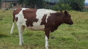 Vendo Novilla Holstein Roja Preñada