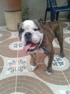 Vendo Perro Bulldog