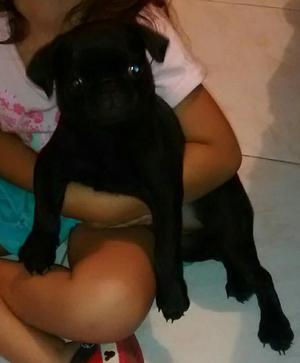 Vendo Pug