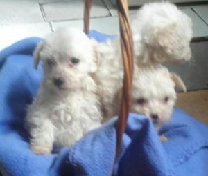 Venta de Cachorritos Mini Toy