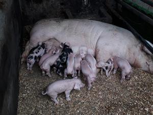 Venta de Cerdos 4 Dias de Nacidos