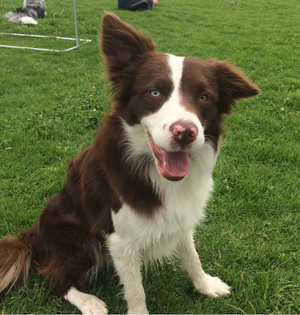 border collie busca novia