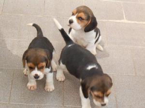 cachorros beagles