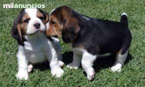 cachorros de beagle tricolor