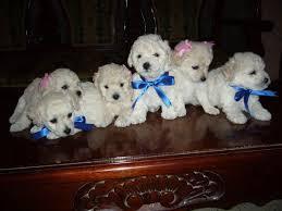 cachorros de french poodle