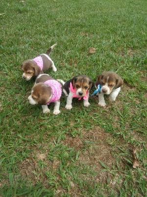 hermosos cachorros beagle
