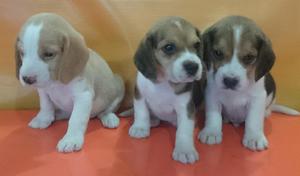 juguetones beagles en venta