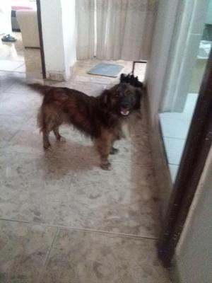 perro en adopcion