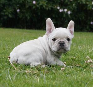 vendo bulldog frances