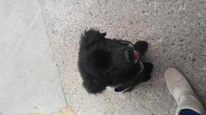 vendo perro de raza black retriever