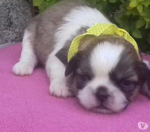 PRECIOSOS SHIH TZU TRICOLOR CRIADERO LA TRIVERA