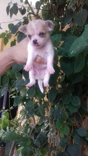 Adorables Chihuahuas Encantadores