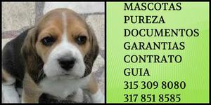 Beagle Cachorrito Tricolor Vacunas Garantia Documentos