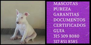 Bull terrier Vacunado Documentos Certificado Puro De por