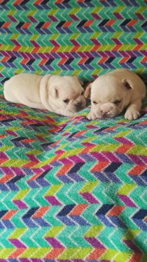 Bulldog Frances Machos Y Hembras